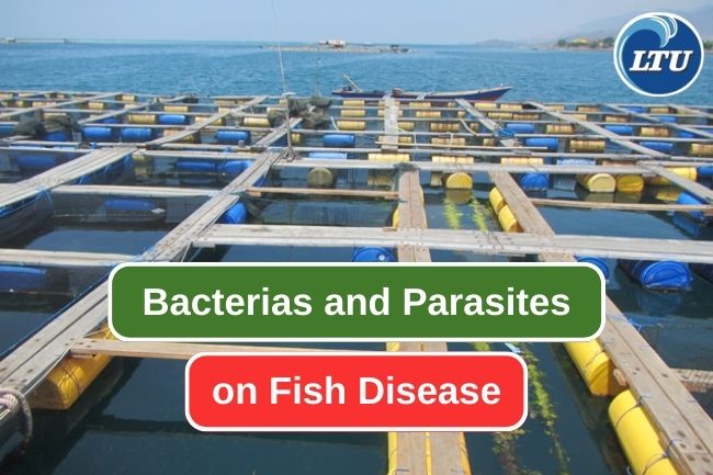 These Are 6 Dangerous Bacteria And Parasites For Farmed Fish